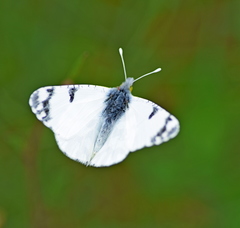 Euchloe ausonia