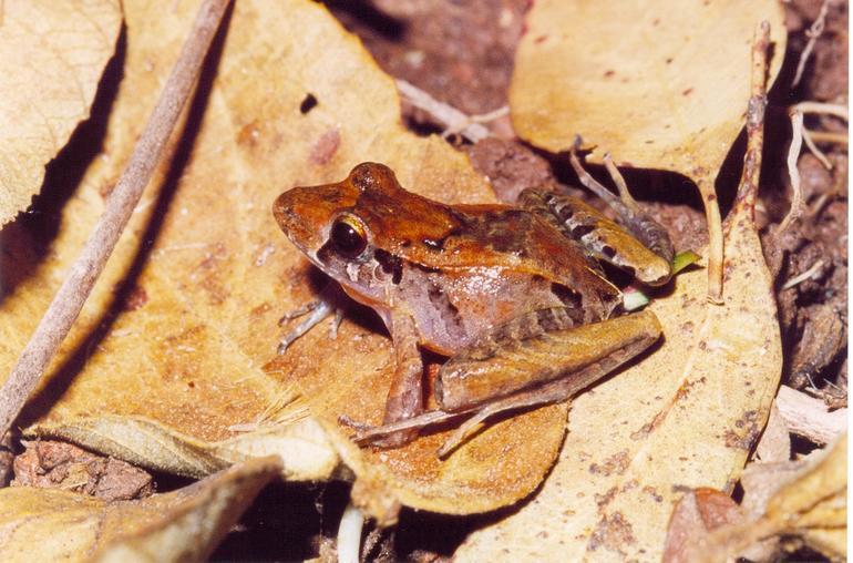 Izecksohn's Robber Frog