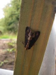 Dypterygia scabriuscula