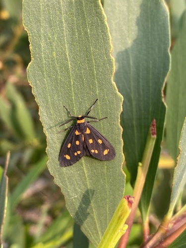 Asura cervicalis