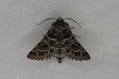 Dinophalus macrophyes