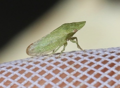Xerophloea peltata