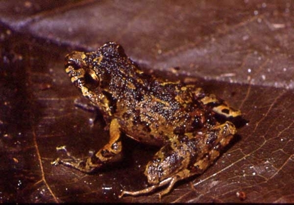 Córrego Grande Big-headed Frog