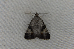 Dichromodes anelictis