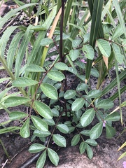 Jacaranda irwinii