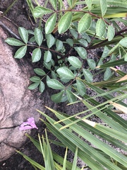 Jacaranda irwinii