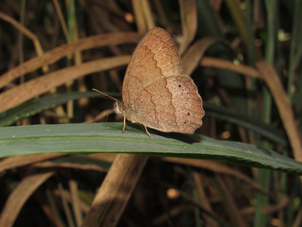 Yphthimoides ordinaria