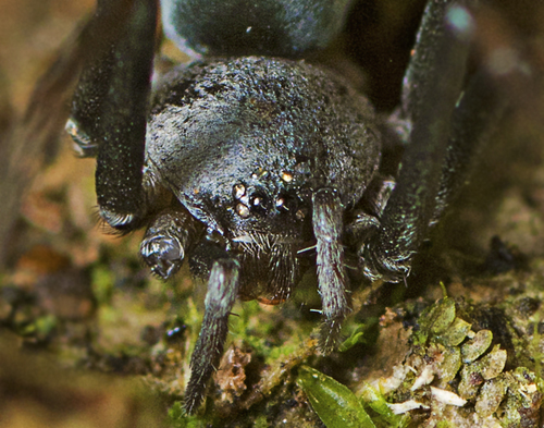 Genus Molycria · iNaturalist