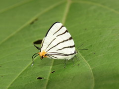 Arawacus leucogyna
