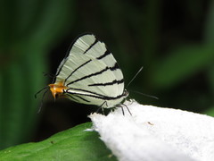 Arawacus leucogyna