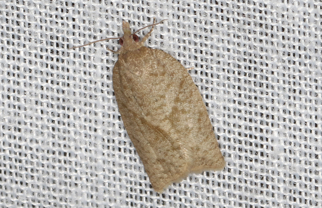 Tortrix stigmatias