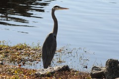 Ardea herodias