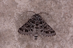 Dinophalus macrophyes