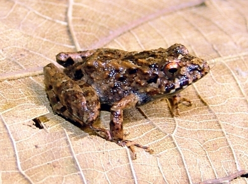 Brazilian Big-Headed Frog