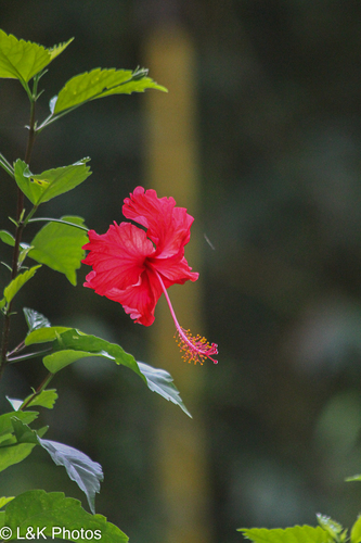 Red Hibiscus