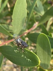 Gelidea torrida