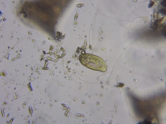 Paramecium bursaria