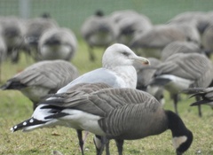 Larus argentatus × glaucescens