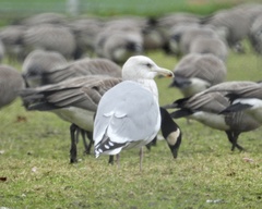 Larus argentatus × glaucescens