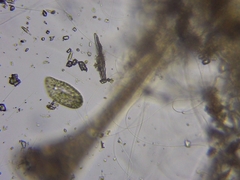 Paramecium bursaria