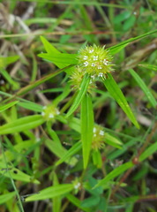Spermacoce suaveolens