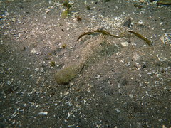 Lepidopsetta bilineata