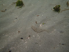Lepidopsetta bilineata