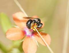 Ceratina australensis