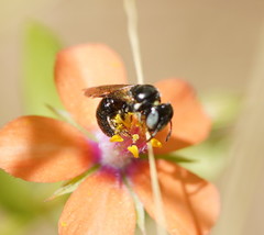 Ceratina australensis