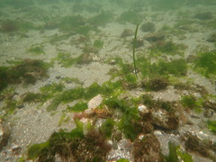Lepidopsetta bilineata
