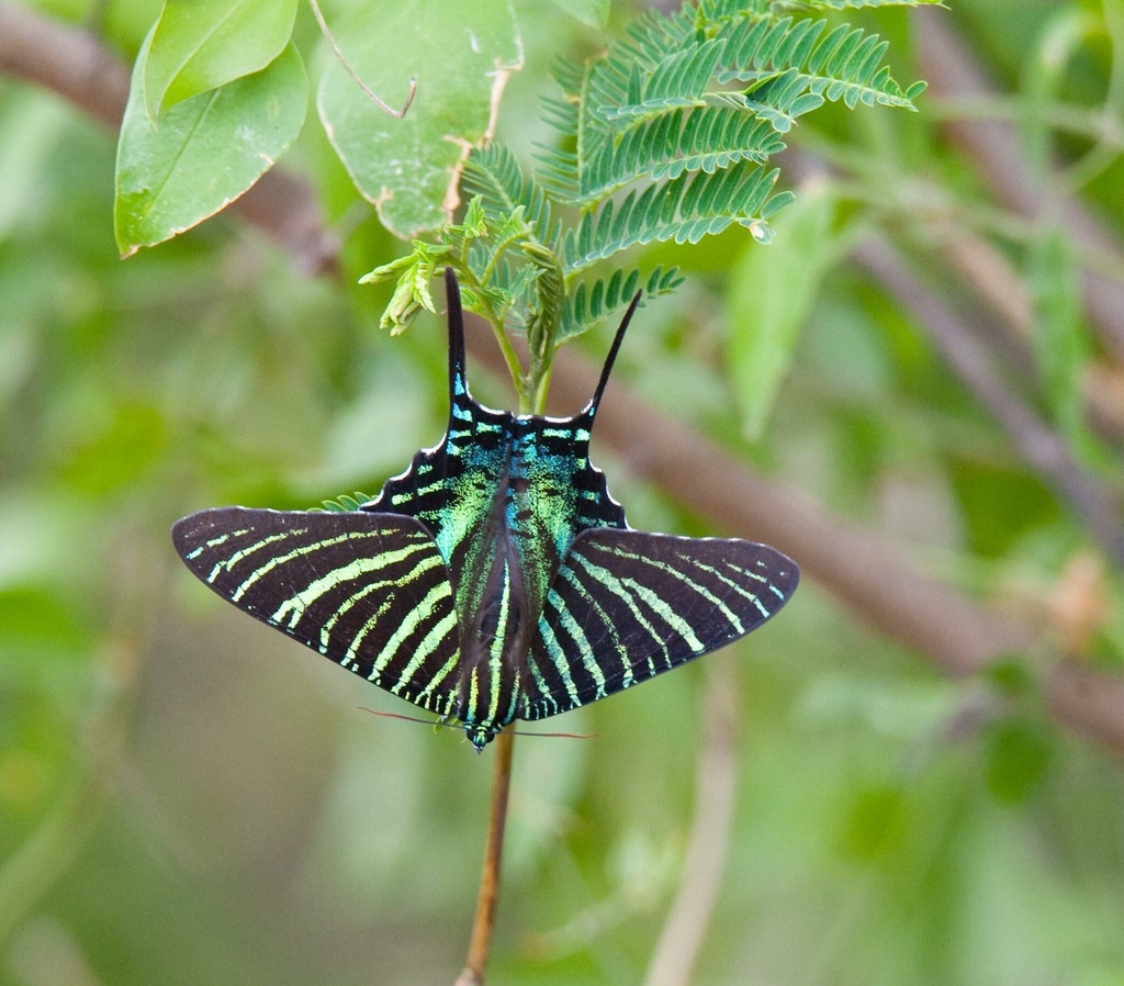 Boisduval's Urania (Moths Of GTMO) · iNaturalist
