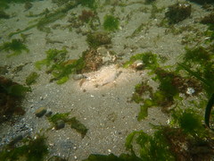 Lepidopsetta bilineata