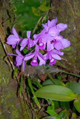 Guarianthe