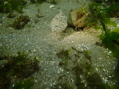 Lepidopsetta bilineata
