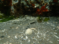 Lepidopsetta bilineata