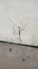 Cladomorphus phyllinus