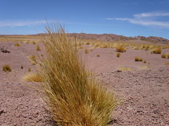 Festuca chrysophylla