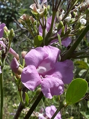 Fridericia platyphylla