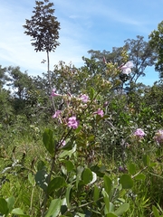 Fridericia platyphylla