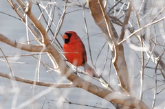 Cardinalis cardinalis