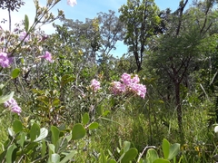 Fridericia platyphylla