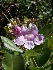 Fridericia platyphylla