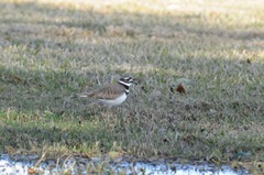 Charadrius vociferus