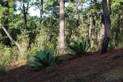 Agave inaequidens