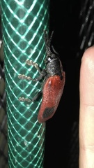 Coraliomela quadrimaculata