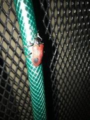 Coraliomela quadrimaculata