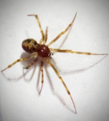 Steatoda triangulosa