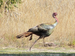 Meleagris gallopavo osceola