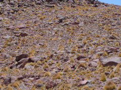 Festuca chrysophylla