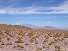 Festuca chrysophylla